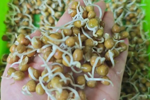 为什么芽苗菜卖不出去，消费者需要一定时间才能接受