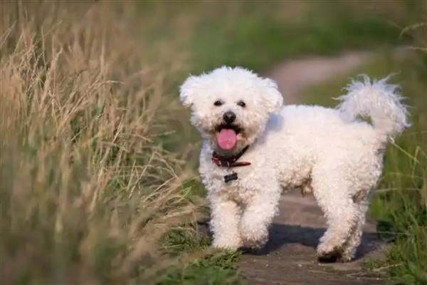 犬角膜炎的病因,是由狗的创伤或伤痛引起的