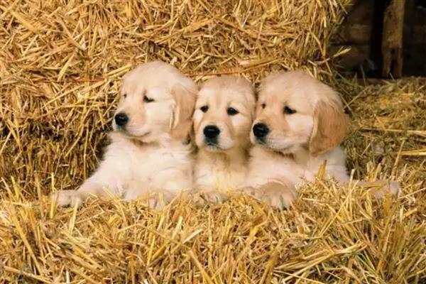 犬角膜炎的病因,是由狗的创伤或伤痛引起的