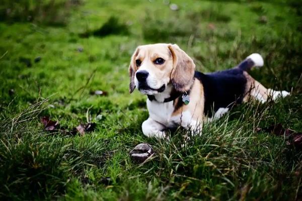 犬角膜炎的病因,是由狗的创伤或伤痛引起的