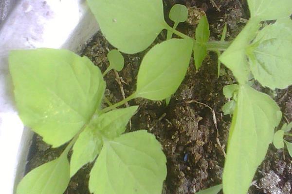 玫瑰花苗的打顶方法,每个枝干保留顶端的2个副梢