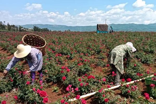 玫瑰花苗的打顶方法,每个枝干保留顶端的2个副梢