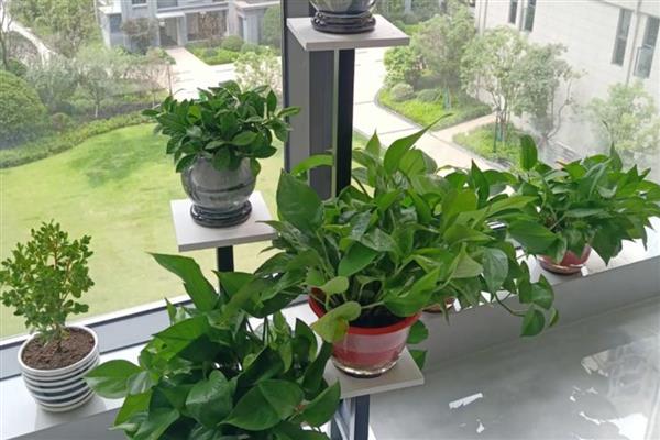 绿萝可以放卧室吗，可以放卧室的