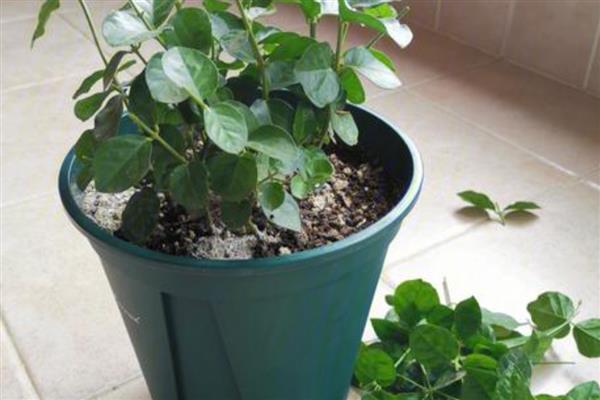 怎样修剪茉莉花,首次需在3-4月时修剪