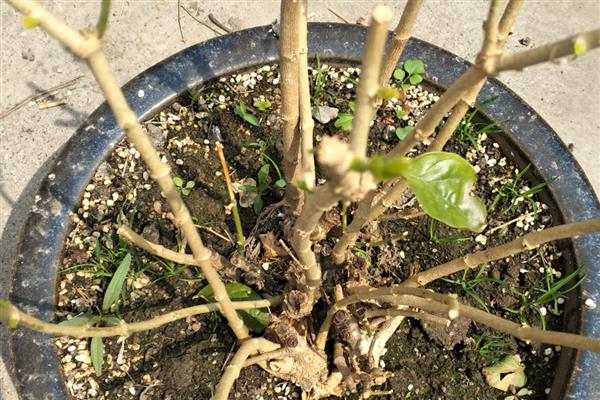 怎样修剪茉莉花,首次需在3-4月时修剪