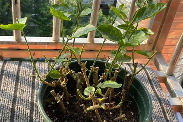怎样修剪茉莉花,首次需在3-4月时修剪