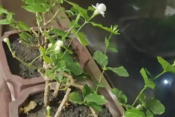 怎样修剪茉莉花,首次需在3-4月时修剪