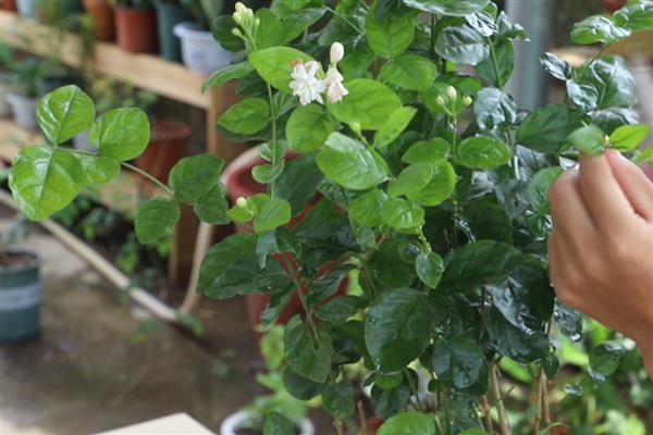 怎样修剪茉莉花,首次需在3-4月时修剪