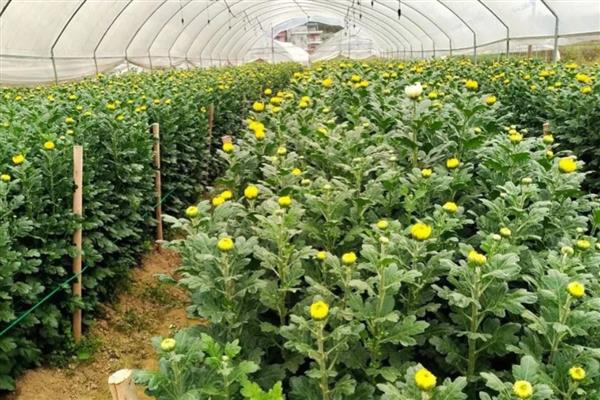 菊花在春天发芽如何管理，需要少许多次的浇水