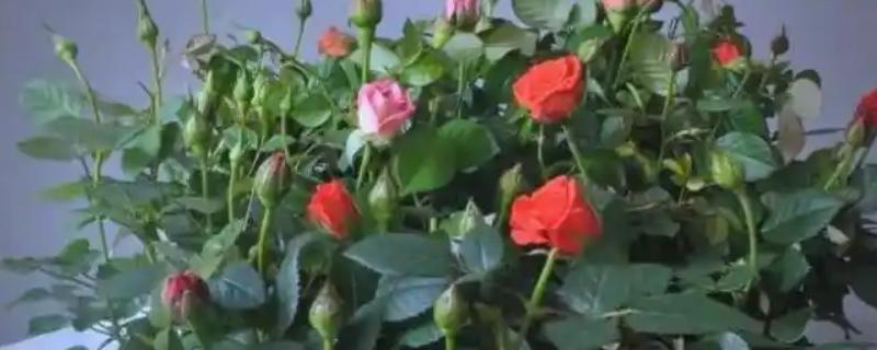 玫瑰冬季养护方法,每隔7天浇一次水