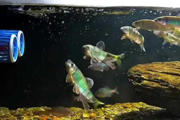 冲浪泵对龙鱼的好处,可以加大水流