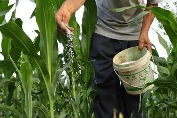 玉米种子发芽要多久，经过7-20天左右会发芽出苗