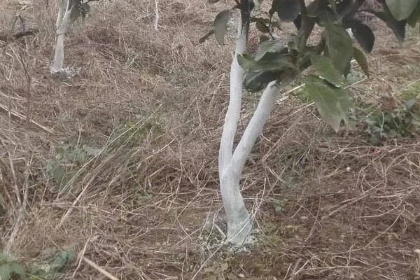 果树涂白要注意什么,防日灼要在5-6月份涂白