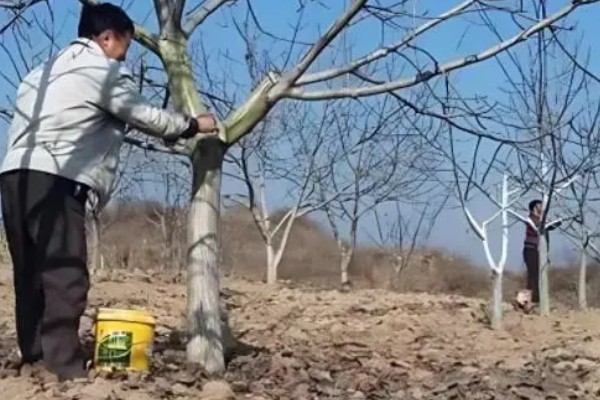 果树涂白要注意什么,防日灼要在5-6月份涂白