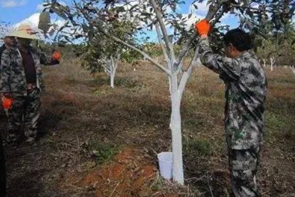 果树涂白要注意什么,防日灼要在5-6月份涂白