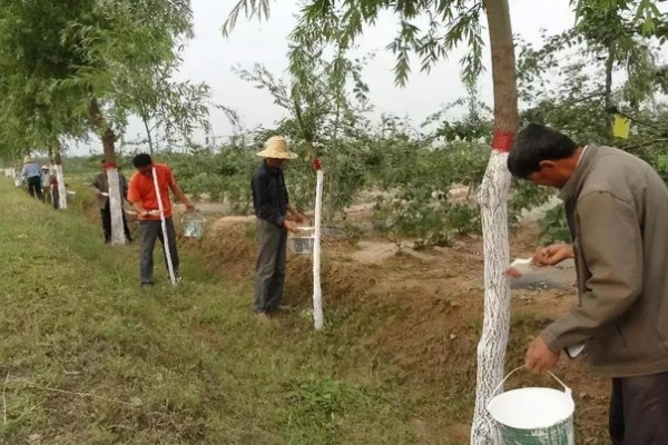 果树涂白要注意什么,防日灼要在5-6月份涂白