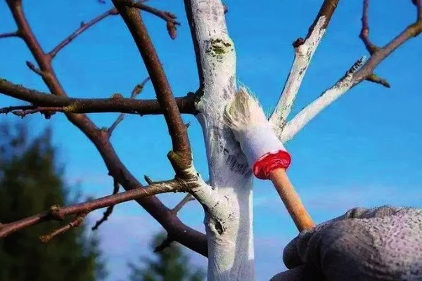 果树涂白要注意什么,防日灼要在5-6月份涂白