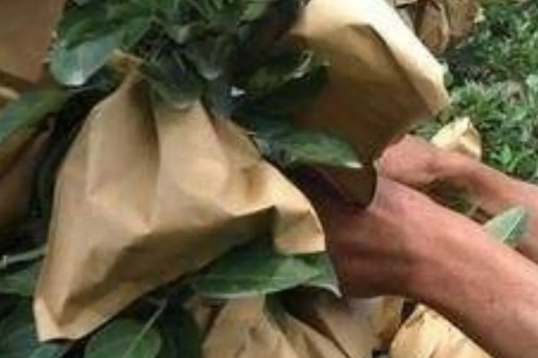 果树涂白要注意什么,防日灼要在5-6月份涂白
