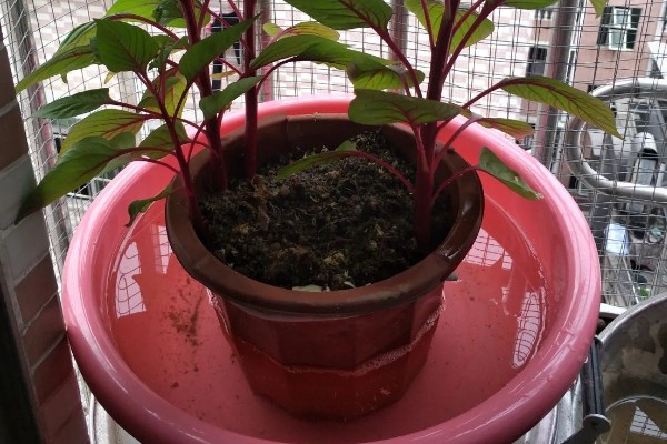 鸡冠花怎么养殖，每天要有4小时以上的光照
