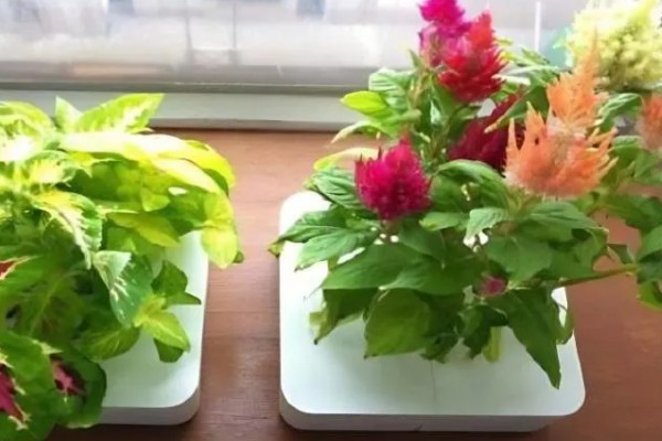 鸡冠花怎么养殖，每天要有4小时以上的光照