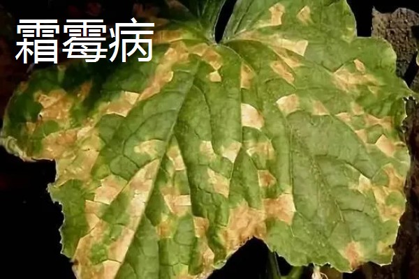 黄瓜叶片发黄是哪种病，可能是得了霜霉病