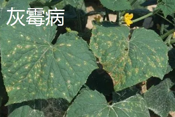 黄瓜叶片发黄是哪种病，可能是得了霜霉病