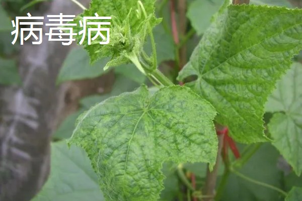 黄瓜叶片发黄是哪种病，可能是得了霜霉病