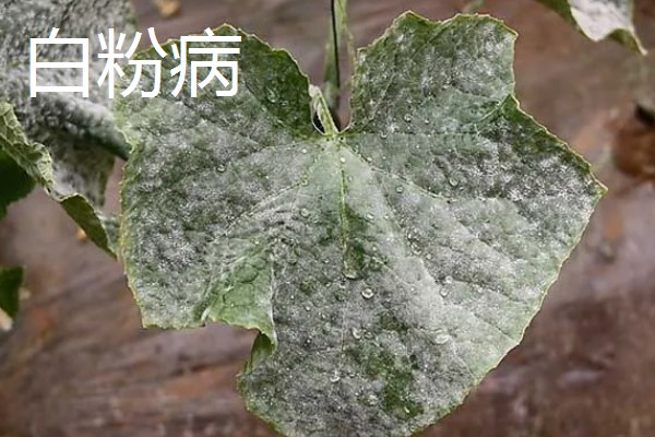 黄瓜叶片发黄是哪种病，可能是得了霜霉病