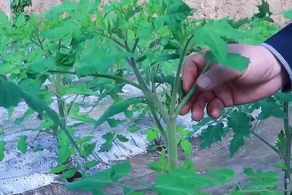种西红柿需要掐尖吗，通常需要掐尖处理
