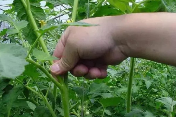 种西红柿需要掐尖吗，通常需要掐尖处理