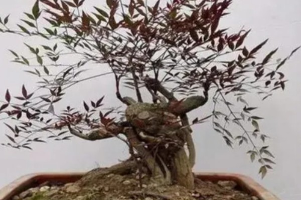 南天竹盆景如何室内养殖,适宜生长在光照充足的环境中