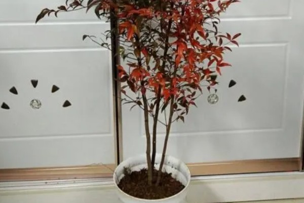 南天竹盆景如何室内养殖,适宜生长在光照充足的环境中
