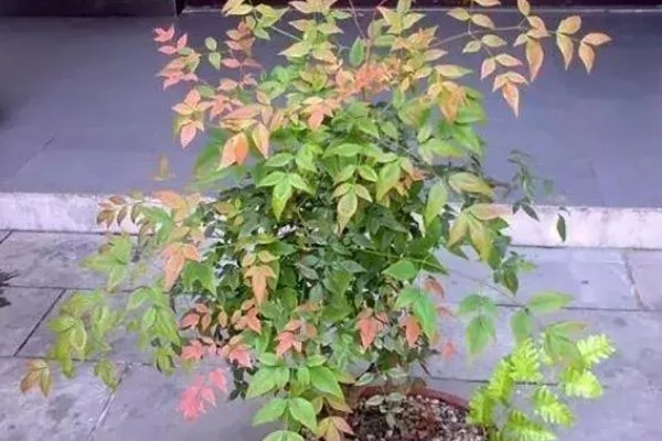 南天竹盆景如何室内养殖,适宜生长在光照充足的环境中
