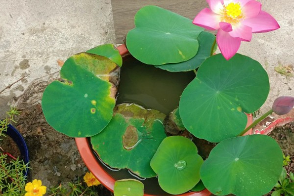 荷花令箭长出三棱的原因，可能是光照不足所致