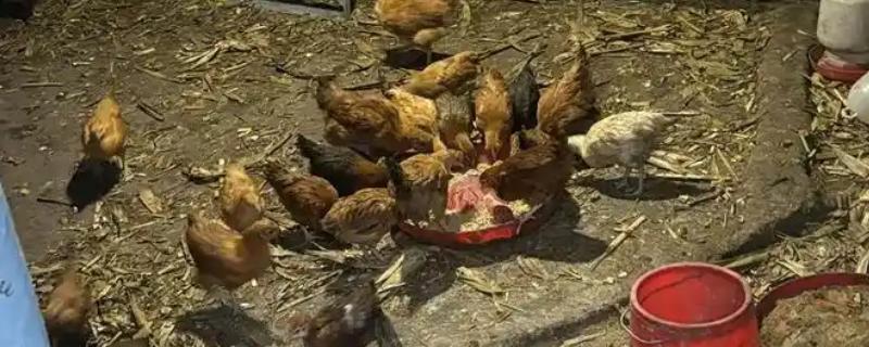 脱温鸡怎么养殖,根据日龄调整温度