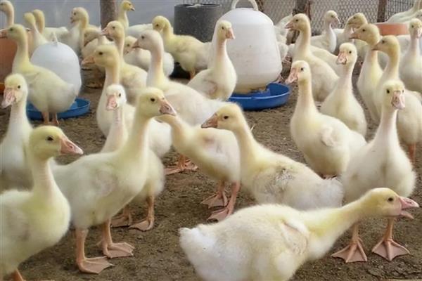 小鹅养多长时间才可以产蛋，母鹅生长5个月便可交配生产