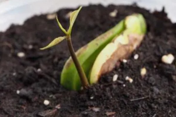 芒果的播种方法,让胚芽朝下埋入土壤中
