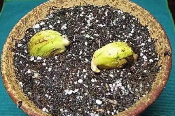 芒果的播种方法,让胚芽朝下埋入土壤中