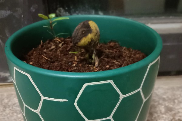 芒果的播种方法,让胚芽朝下埋入土壤中