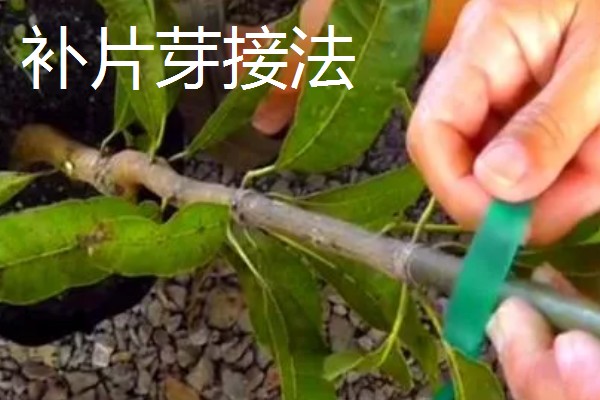芒果的播种方法,让胚芽朝下埋入土壤中