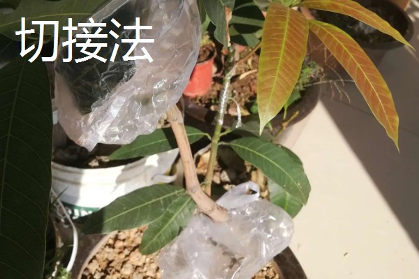 芒果的播种方法,让胚芽朝下埋入土壤中