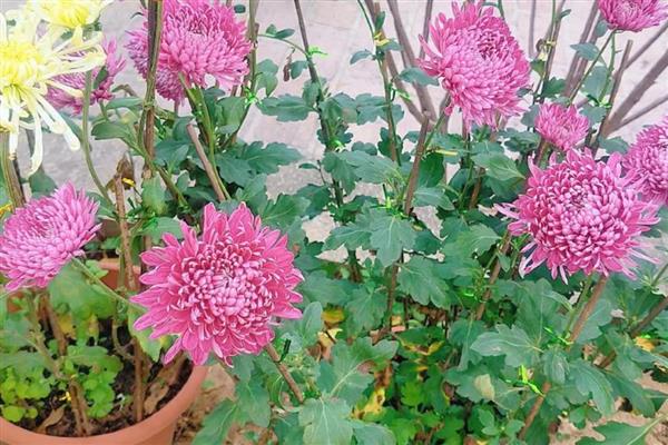 菊花是不是花序,属于头状花序