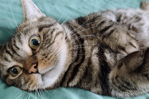 猫咪犯错不服气如何处理，大声呵斥让它记住错误