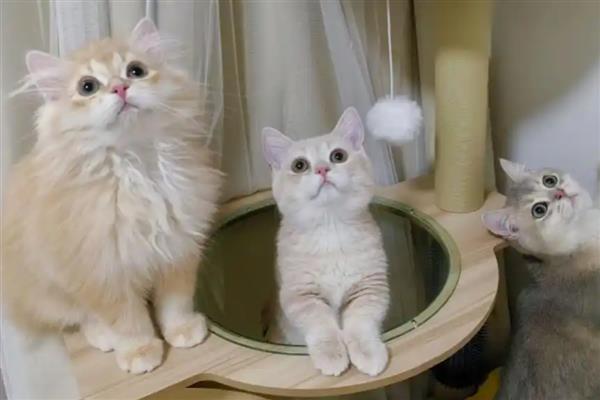 猫咪犯错不服气如何处理，大声呵斥让它记住错误