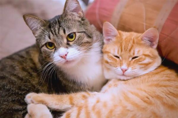 猫咪犯错不服气如何处理，大声呵斥让它记住错误