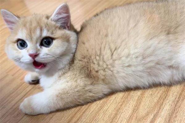 猫咪犯错不服气如何处理，大声呵斥让它记住错误