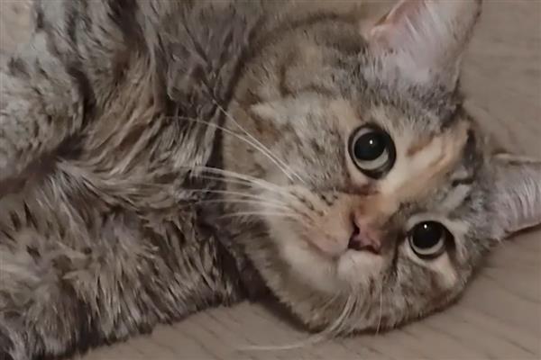 猫咪犯错不服气如何处理，大声呵斥让它记住错误