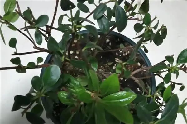 杜鹃花剪枝怎么剪，幼期主要以摘心抹芽为主