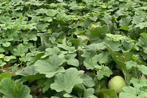 甜瓜反季节怎么种,地下温度达到15-18℃即可播种