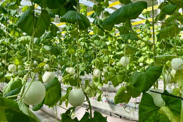 甜瓜反季节怎么种,地下温度达到15-18℃即可播种